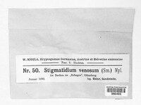 Enterographa crassa image